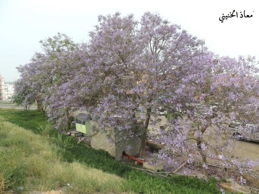 جاكرندا 50 بذرة  Jacaranda
