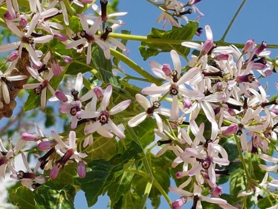 زنزلخت ( Melia azedarach ) 20 بذرة