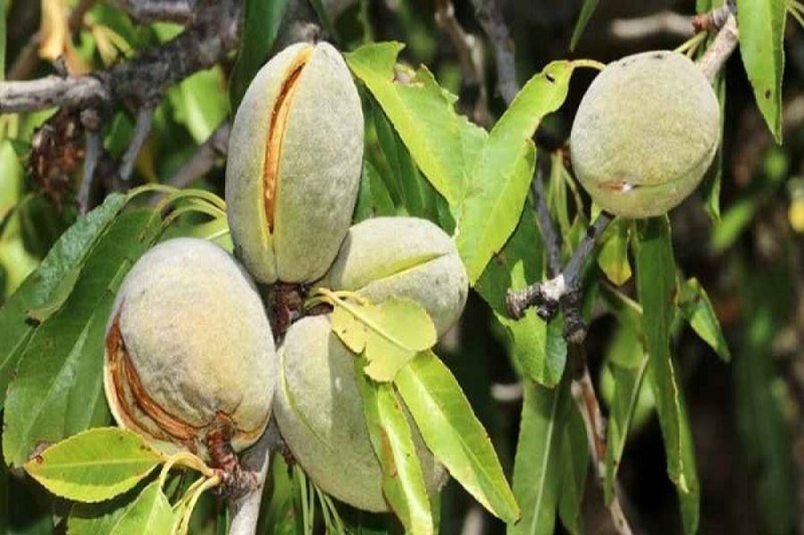 لوز 20 بذرة   Prunus dulcis