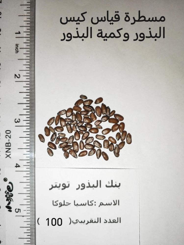 كاسيا جلوكا  100 بذرة  CASSIA GLAUCA