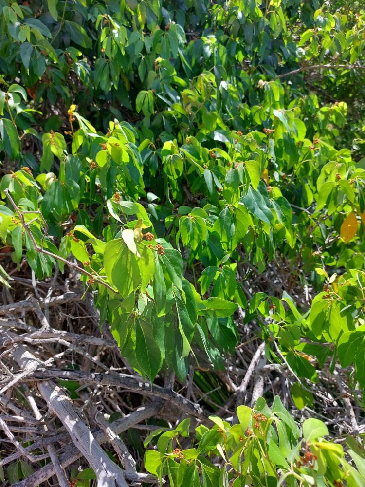 الأطر 2  ( 5 بذرات) R tridentata