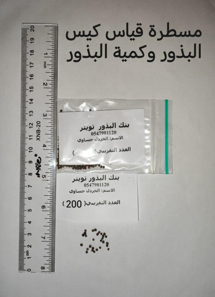 خردل حساوي  200 بذرة