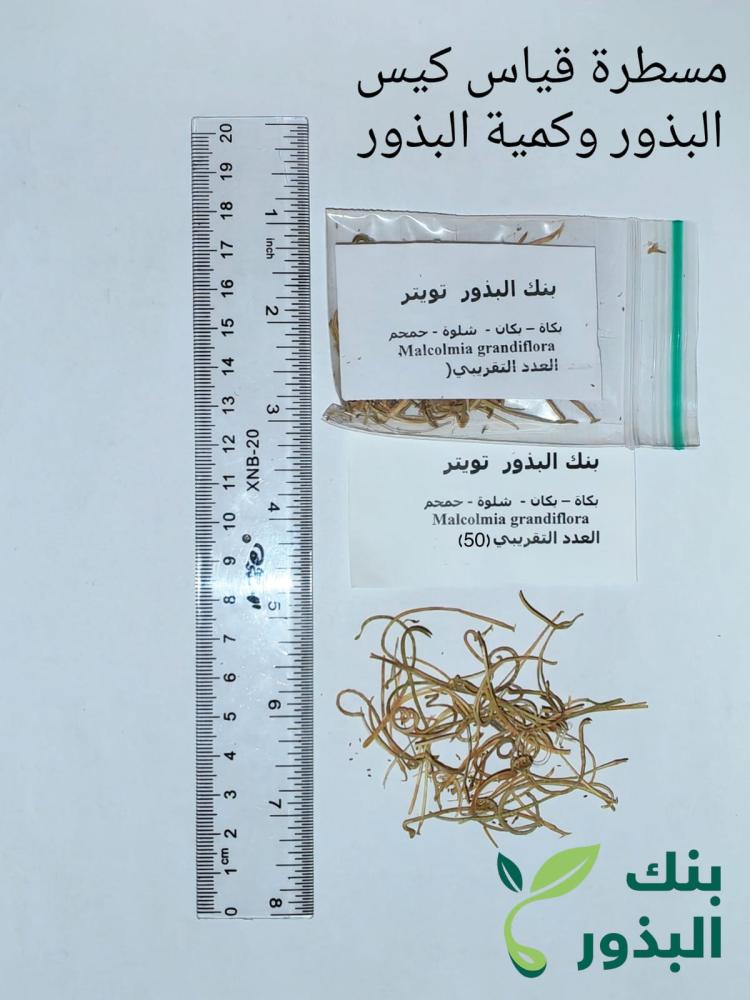 بكاة - بكان - حمحم -شلوة 50 بذرة   Malcolmia grandiflora