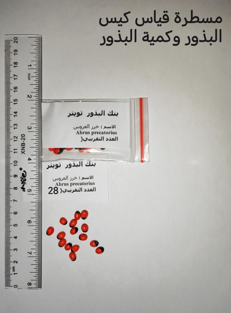 خرز العروس - الفنا 15 بذرة Abrus precatorius