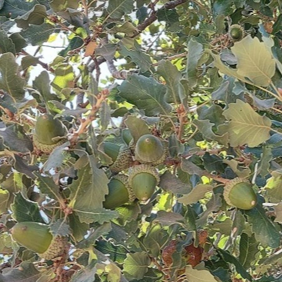 بلوط 10 بذرات  Quercus