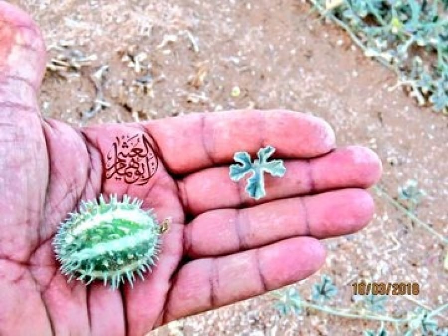 مشط الذيب ( حنيظلان ) البذور  ثمرتين Cucumis prophetarum