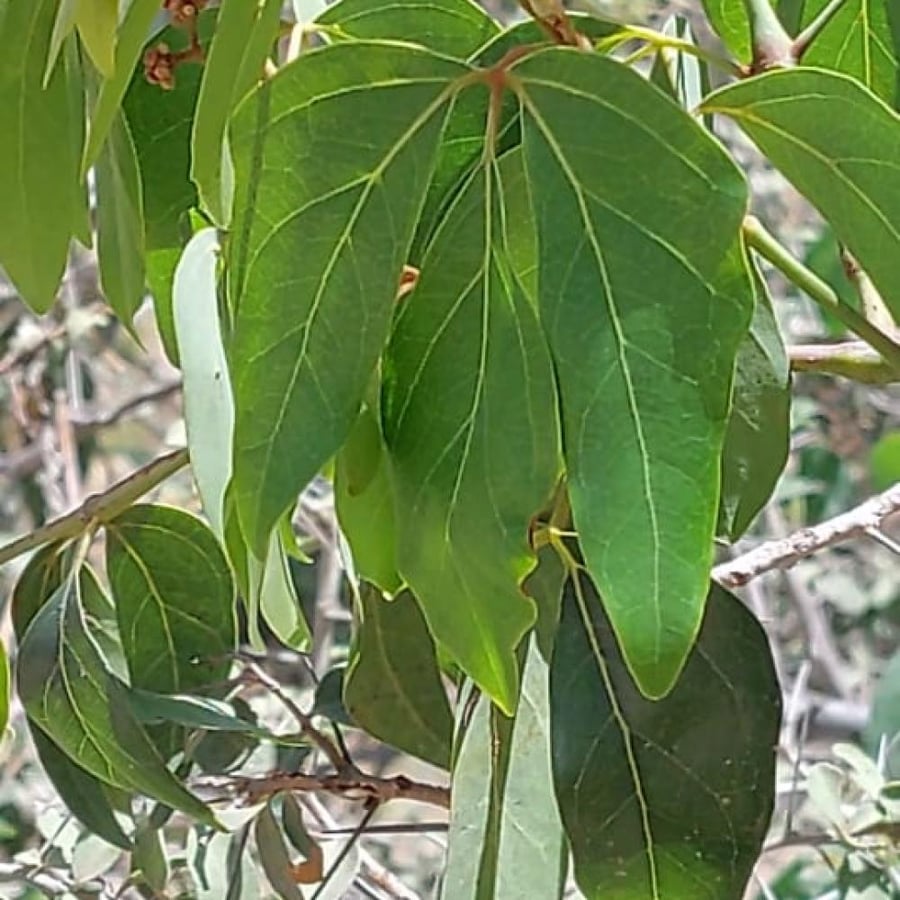 الأطر 2  ( 5 بذرات) R tridentata
