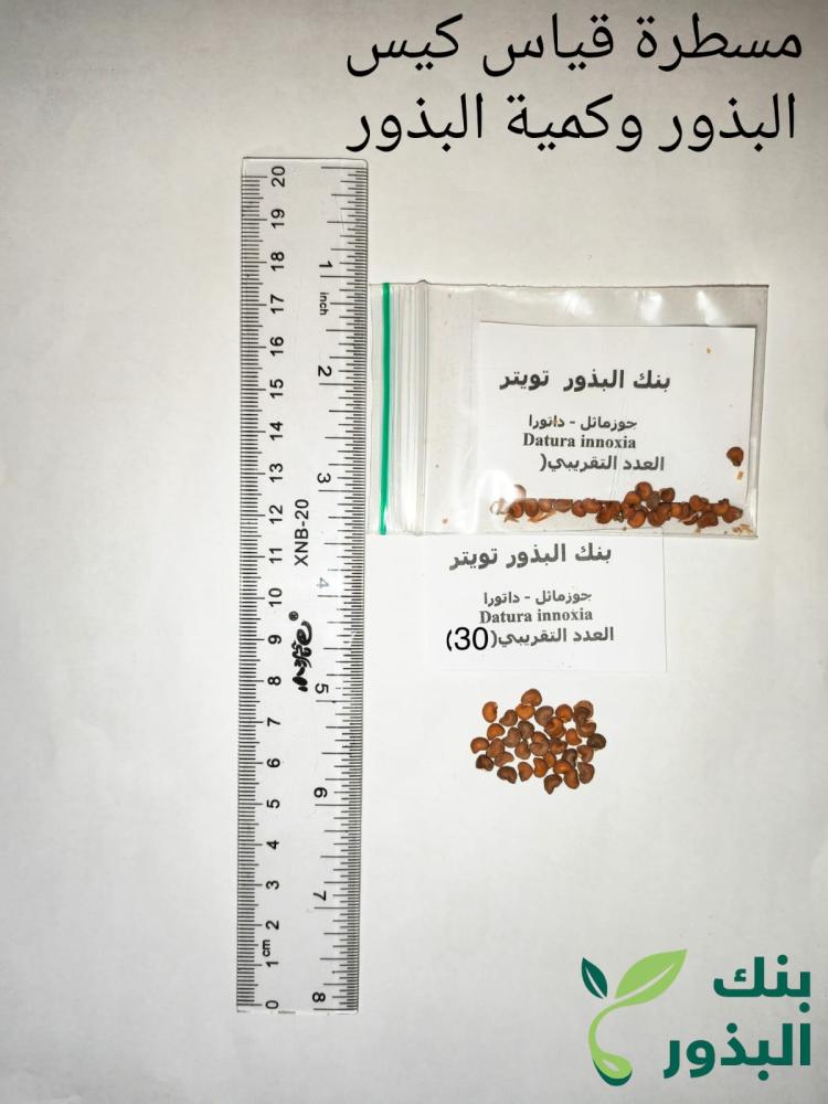 داتورا ( جوز ماثل ) ( Datura ) 30 بذرة