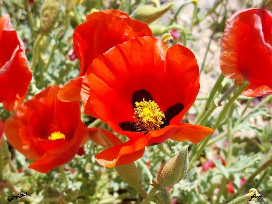 شقر احمر من ربيع الاردن 200 بذرة   Glaucium