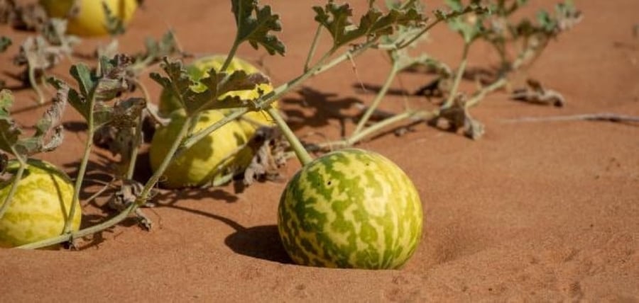 حنظل البذور 30  Citrullus colocynthis
