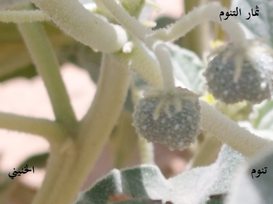 تنوم 15 بذرة  Chrozophora verbascifolia