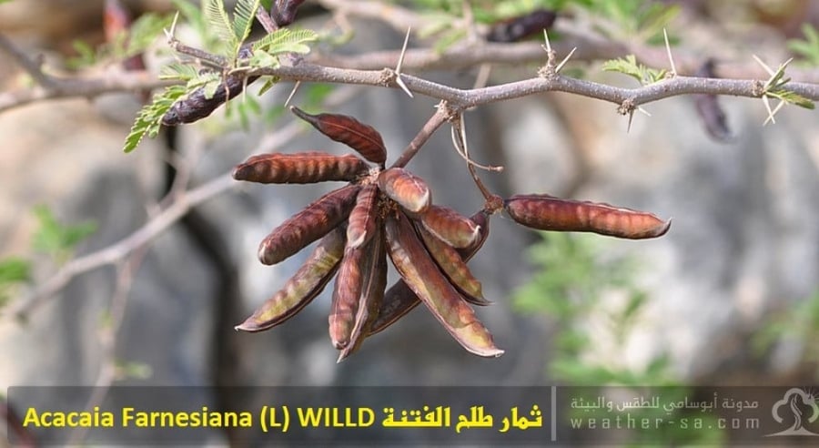 طلح الفتنة بذرة 100 acacia farnesiana