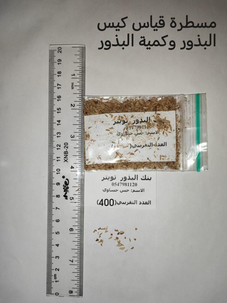 خس حساوي   400 بذرة