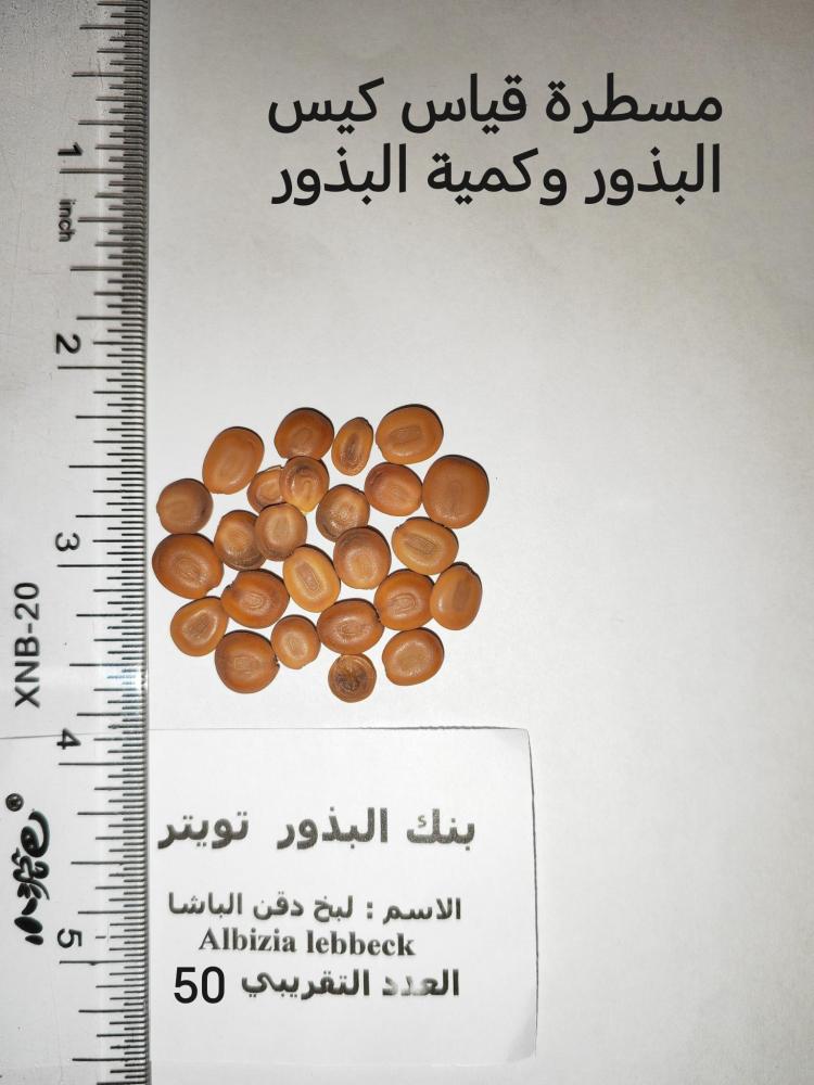 لبخ   ( دقن الباشا) 50 بذرة Albizia lebbeck