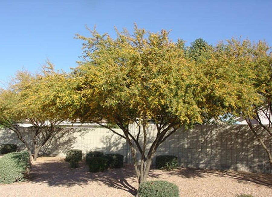 طلح الفتنة بذرة 100 acacia farnesiana