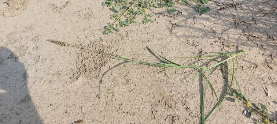 إيبد مقدار كأس من البذور و الاغصان cenchrus ciliaris l