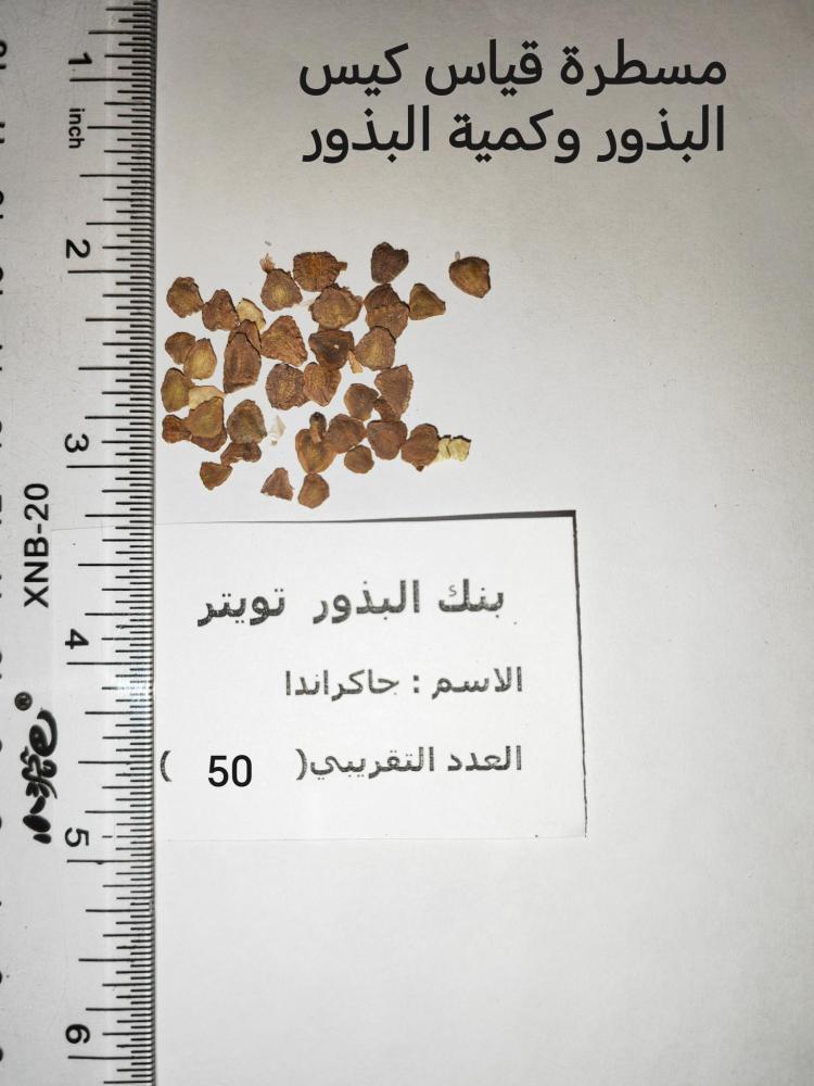 جاكرندا 50 بذرة  Jacaranda