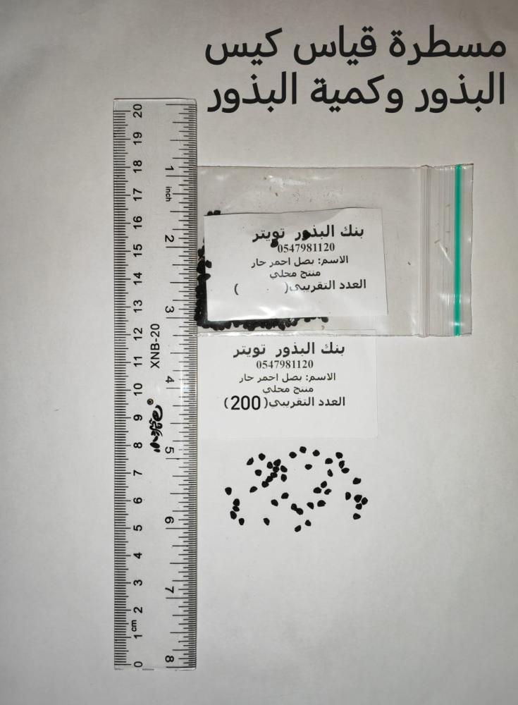 بصل احمر   100 بذرة