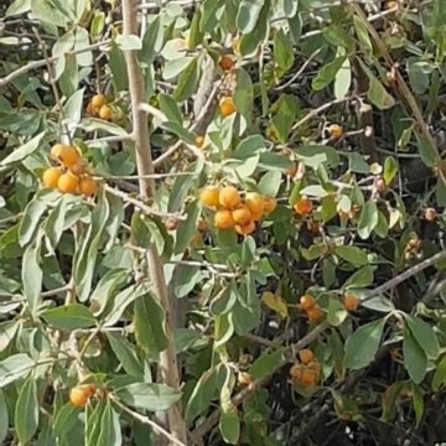 بمبر بري 15 بذرة - الغرف - الاسحل  Cordia sinensis