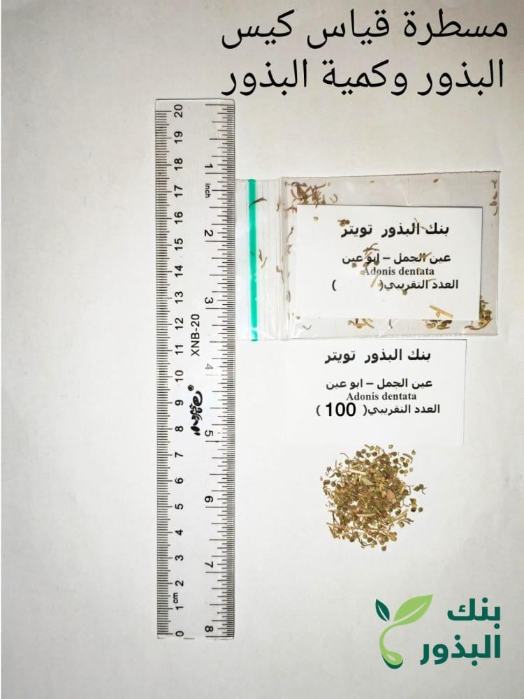 عين الجمل - ابو عيون 100 بذرة Adonis dentata