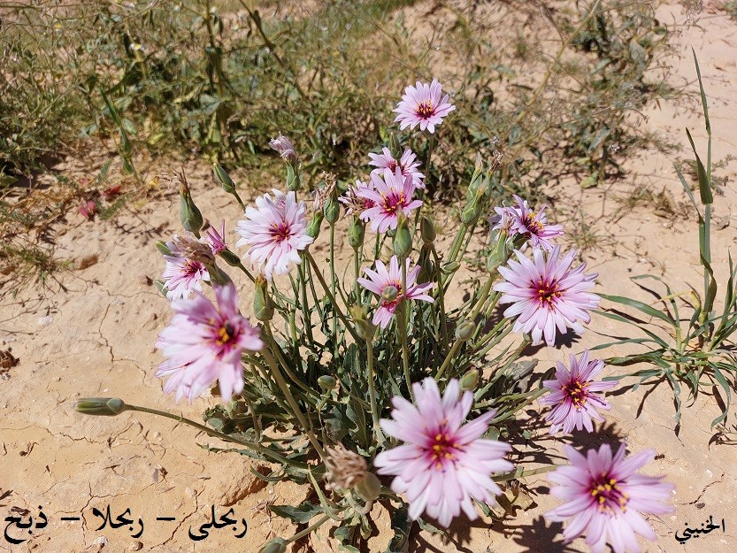 ربحلى - ذبح  5 بذرات  Scorzonera papposa معها شوائب كثيرة