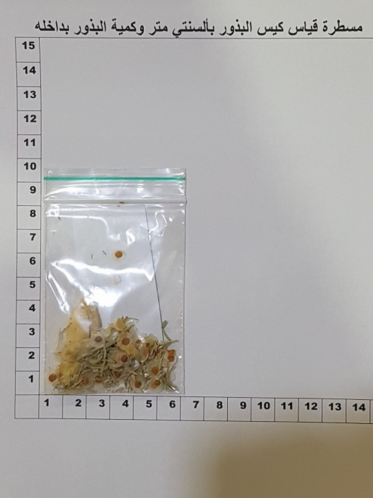 جريباء ( لبانه)كمية البذور 30 بذرة ( لا ينصح بها ) Farsetia aegyptia Turra