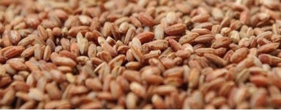 رز حساوي 1200 بذرة