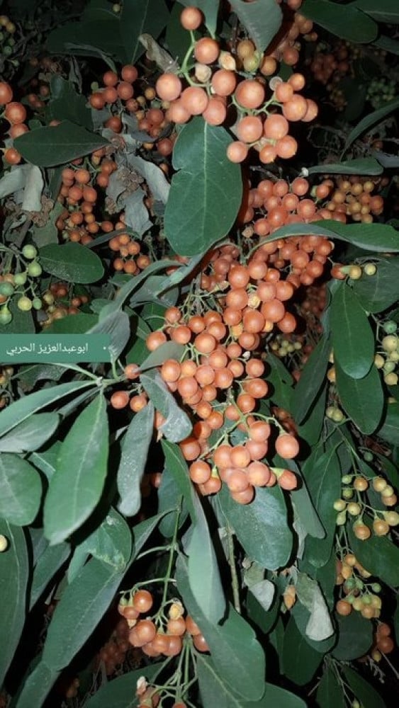 بمبر بري 15 بذرة - الغرف - الاسحل  Cordia sinensis