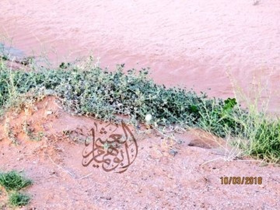 مشط الذيب ( حنيظلان ) البذور  ثمرتين Cucumis prophetarum