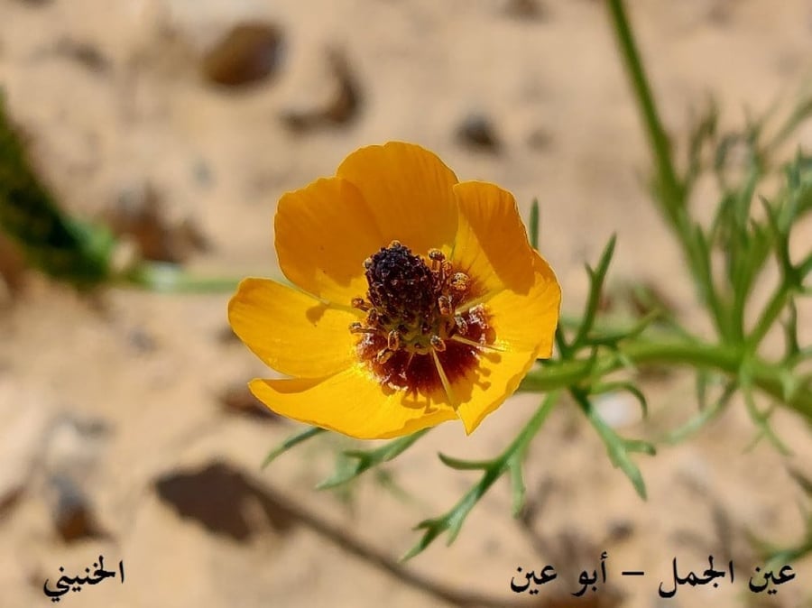 عين الجمل - ابو عيون 100 بذرة Adonis dentata