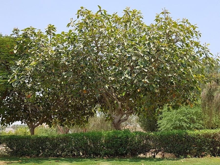 فايكس بنقالي 100 بذرة  Ficus benghalensis