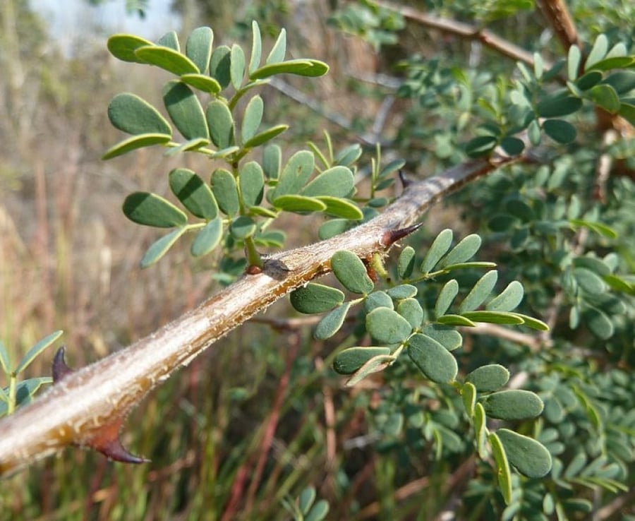 ضبة  30 بذرة Acacia mellifera