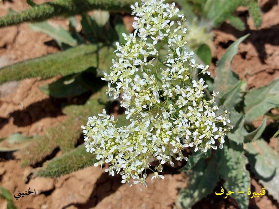 قنيبرة - حرف 50 بذرة Lepidium draba