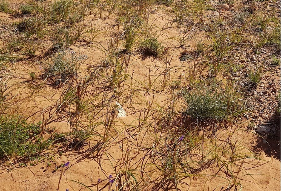 سوسن - عنصل 30 بذرة  Iridaceae