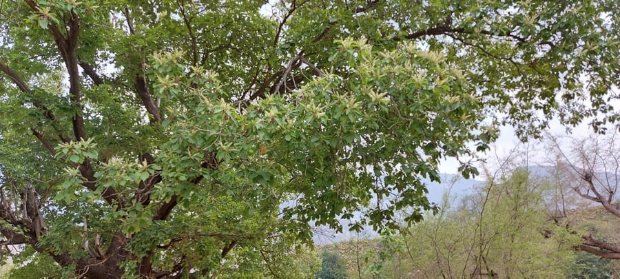 شجرة القاع 20 بذرة  Terminalia prunioides