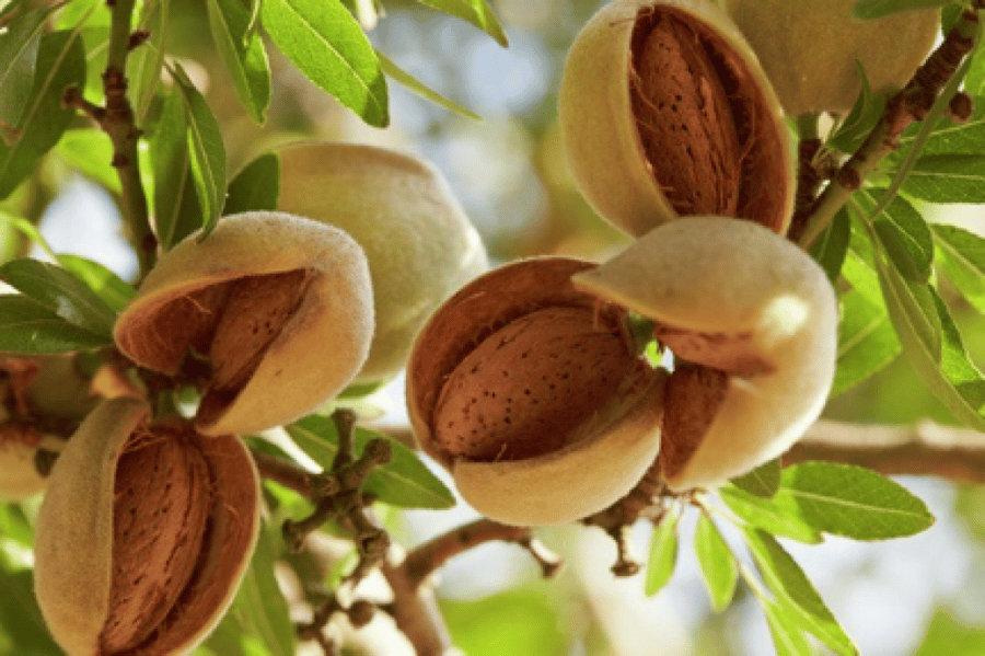 لوز 20 بذرة   Prunus dulcis