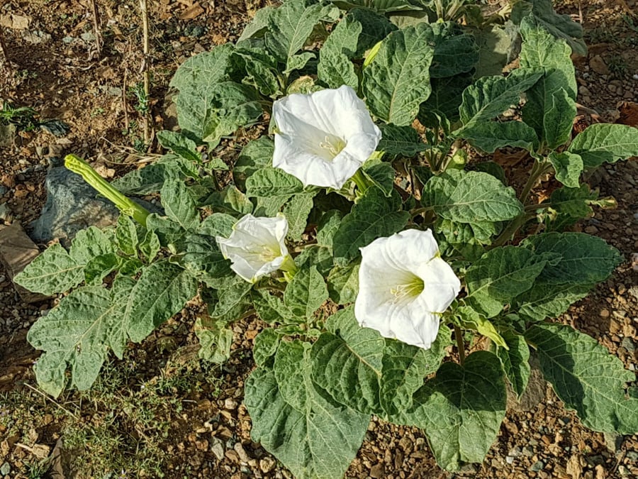 داتورا ( جوز ماثل ) ( Datura ) 30 بذرة
