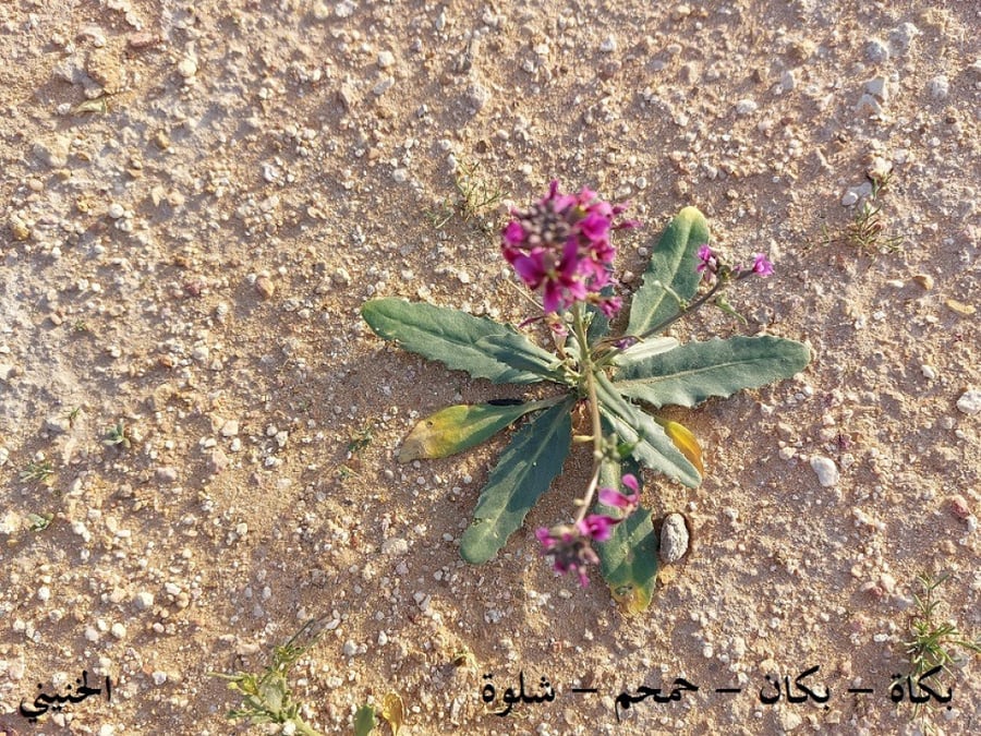 بكاة - بكان - حمحم -شلوة 50 بذرة   Malcolmia grandiflora