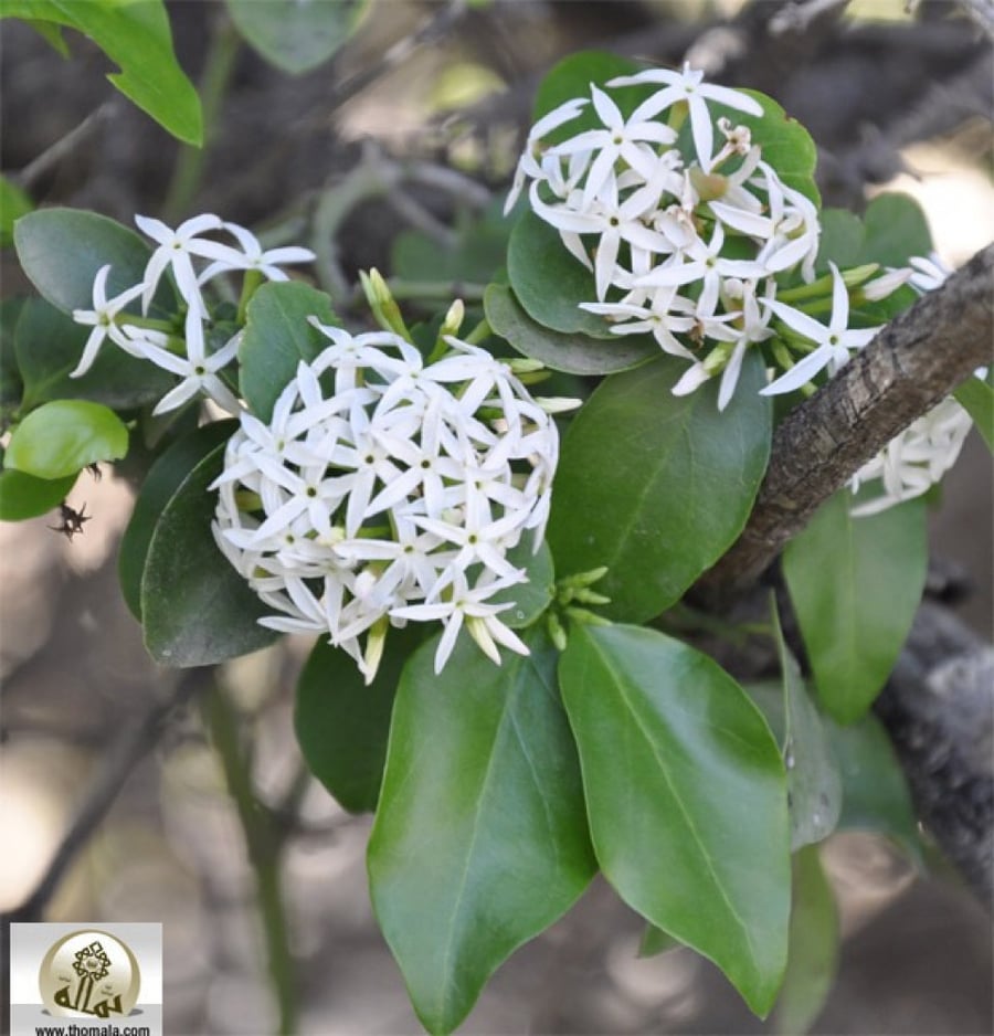 شدن 20 بذرة Carissa edulis