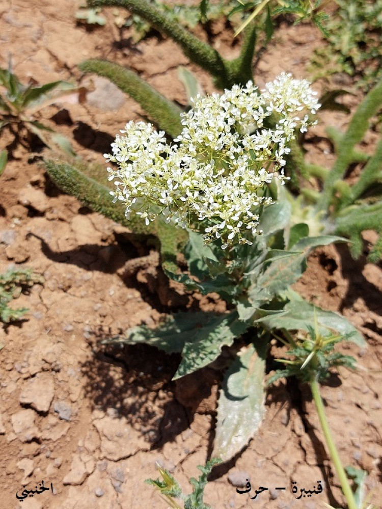 قنيبرة - حرف 50 بذرة Lepidium draba