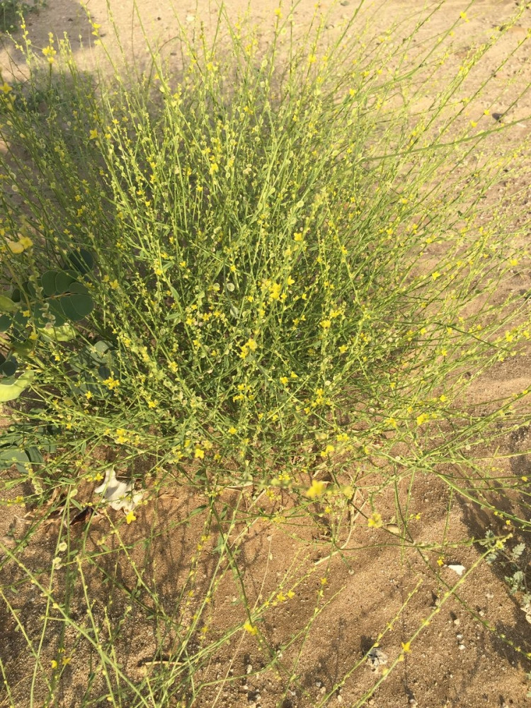 علقى ( عرفج تهامة ) 200 بذرة Dipterygium glaucum