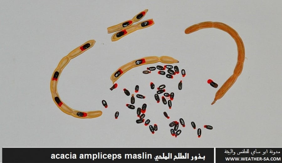 طلح ملحي    100 بذرة  Acacia ampliceps Maslin