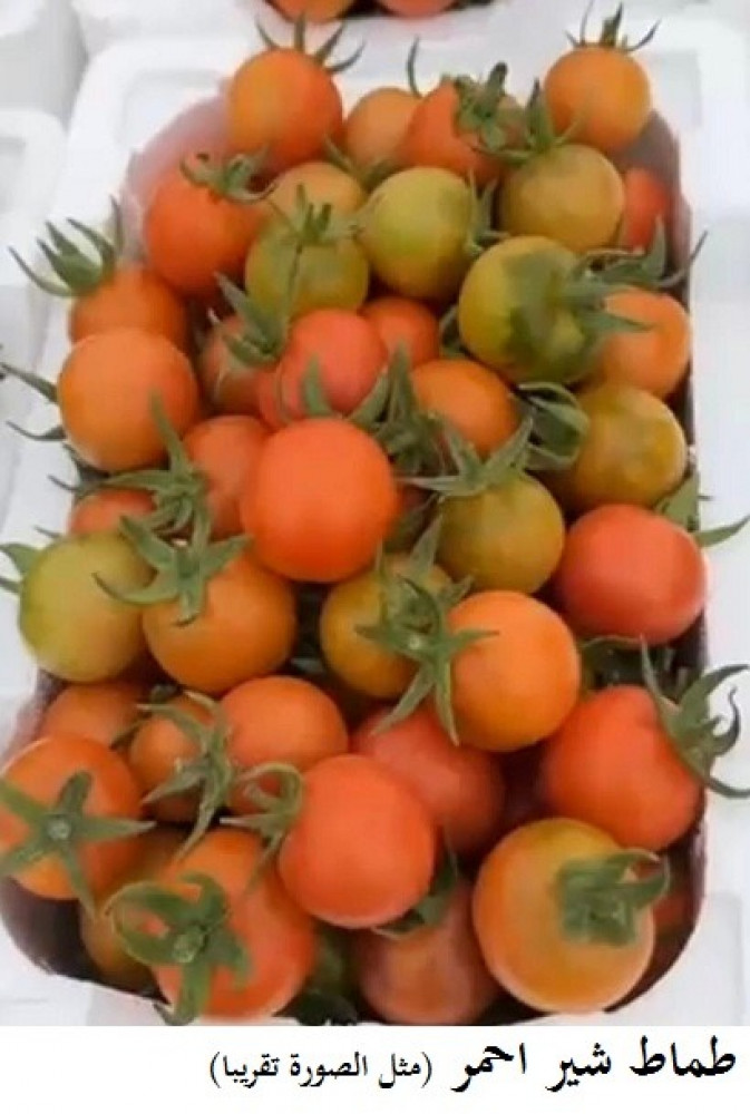 طماط شيري احمر 200 بذرة Tomato