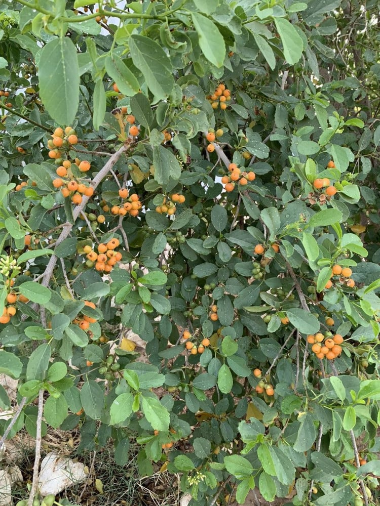 بمبر بري 15 بذرة - الغرف - الاسحل  Cordia sinensis