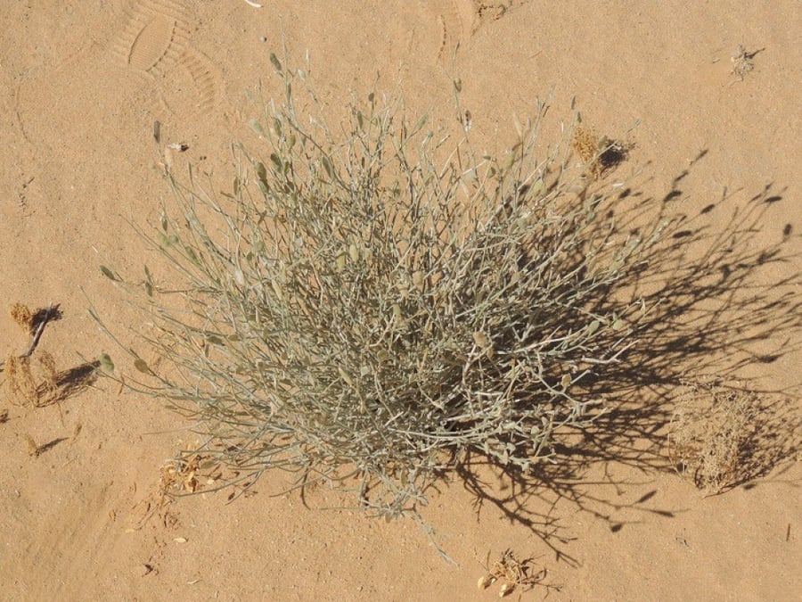 جريباء ( لبانه)كمية البذور 30 بذرة ( لا ينصح بها ) Farsetia aegyptia Turra