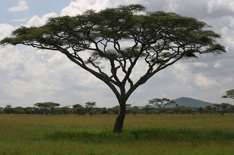 شجرة الصمغ العربي ( الهشاب ) 100 بذرة Acacia Senegal