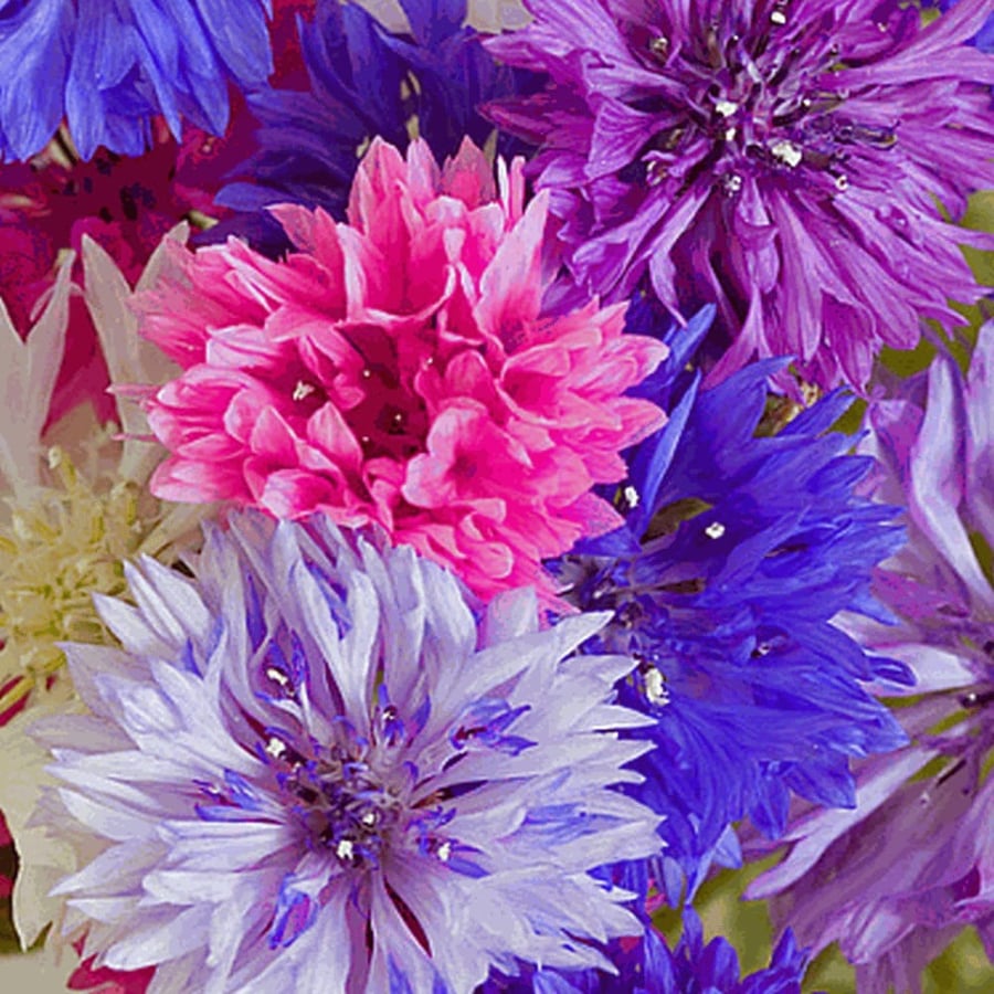 سنتاوريا كيانوس ملونة  100 بذرة centaurea cyanus