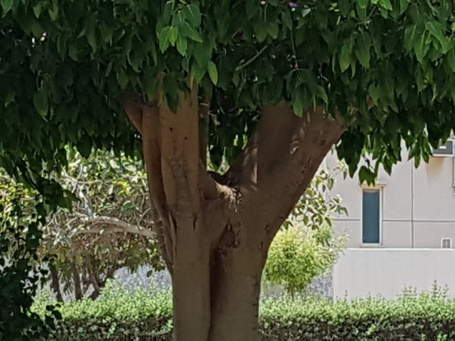 فايكس امريكي (التسيما) 100 بذرة Ficus altissima