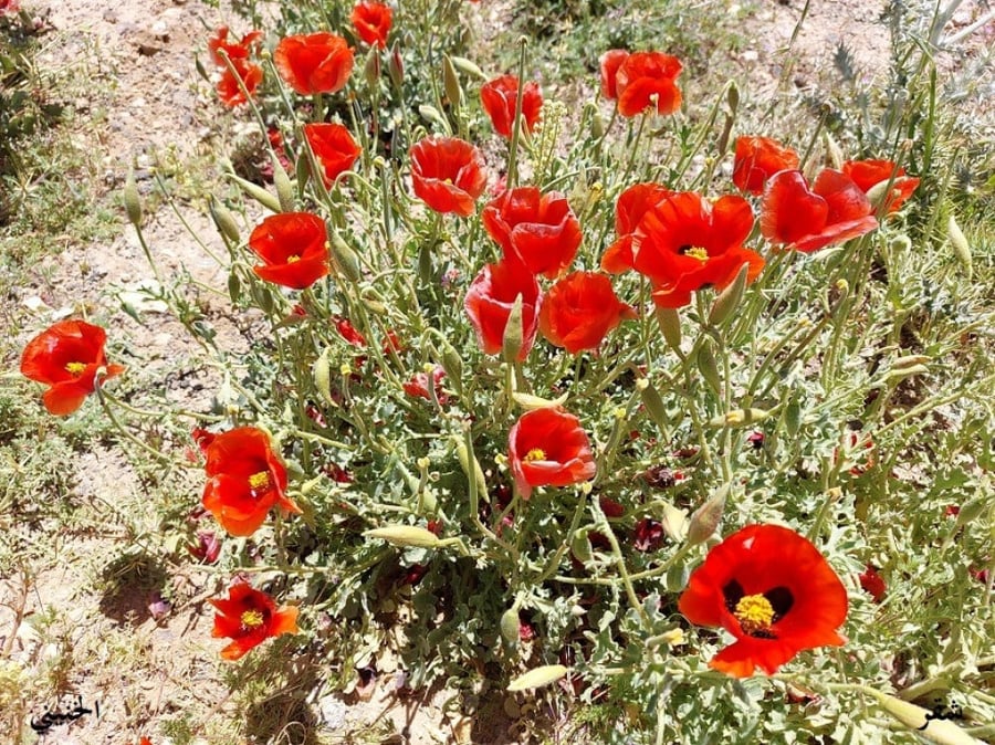 شقر احمر من ربيع الاردن 200 بذرة   Glaucium