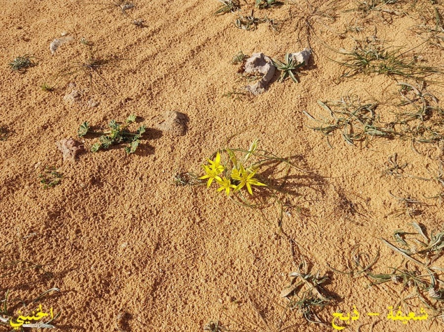 شعيفة - ذبح 50 بذرة Gagea reticulata